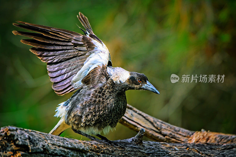 澳大利亚喜鹊（Gymnorhina tibicen）